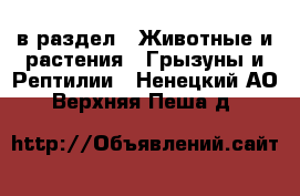  в раздел : Животные и растения » Грызуны и Рептилии . Ненецкий АО,Верхняя Пеша д.